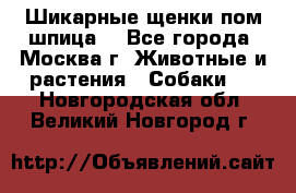 Шикарные щенки пом шпица  - Все города, Москва г. Животные и растения » Собаки   . Новгородская обл.,Великий Новгород г.